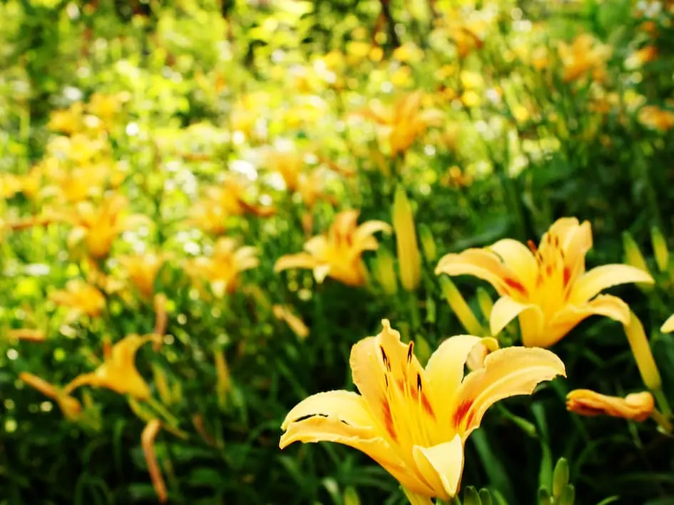 關於密式 - 密式旅行住宿選擇